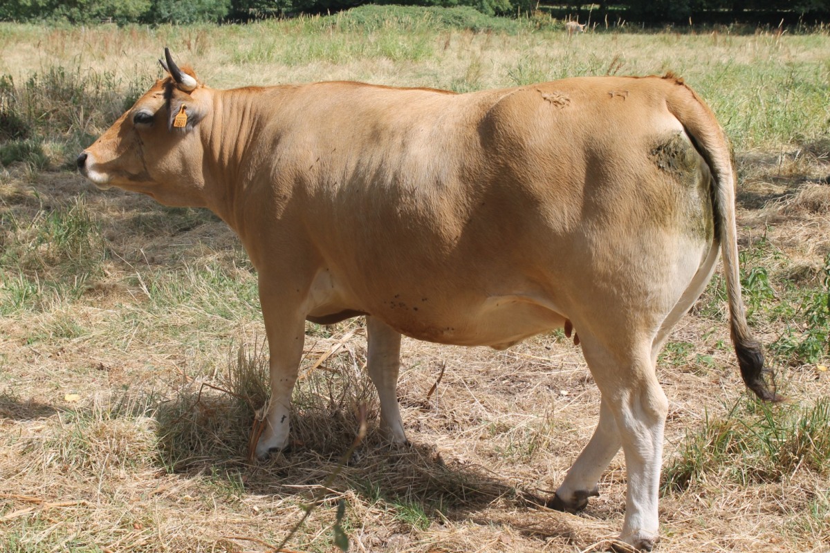 vaches-IMG_9802