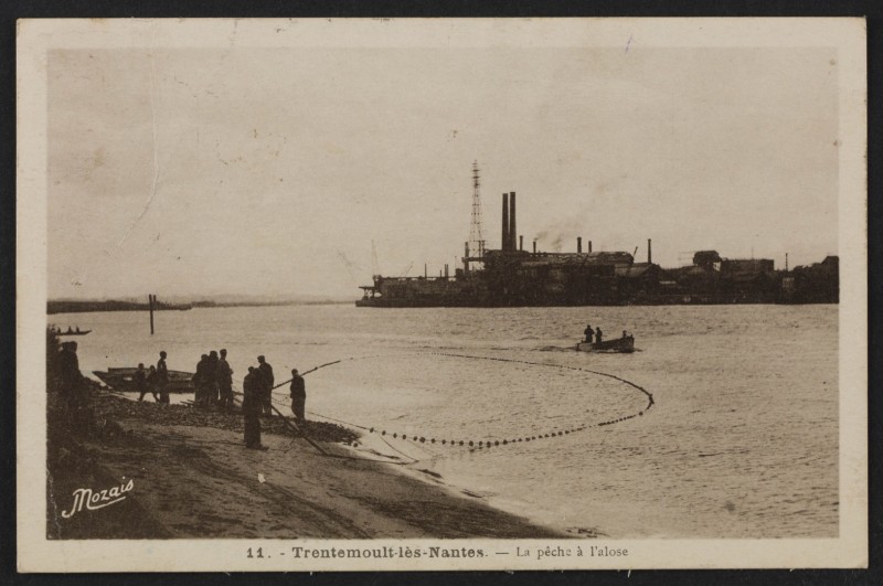 peche-alose-FRAC044143_5FI3_113