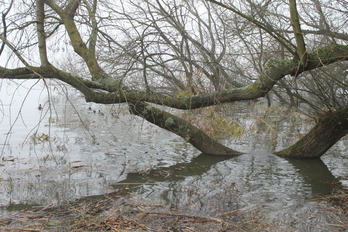 arbre-brouillard-006