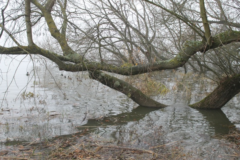arbre-brouillard