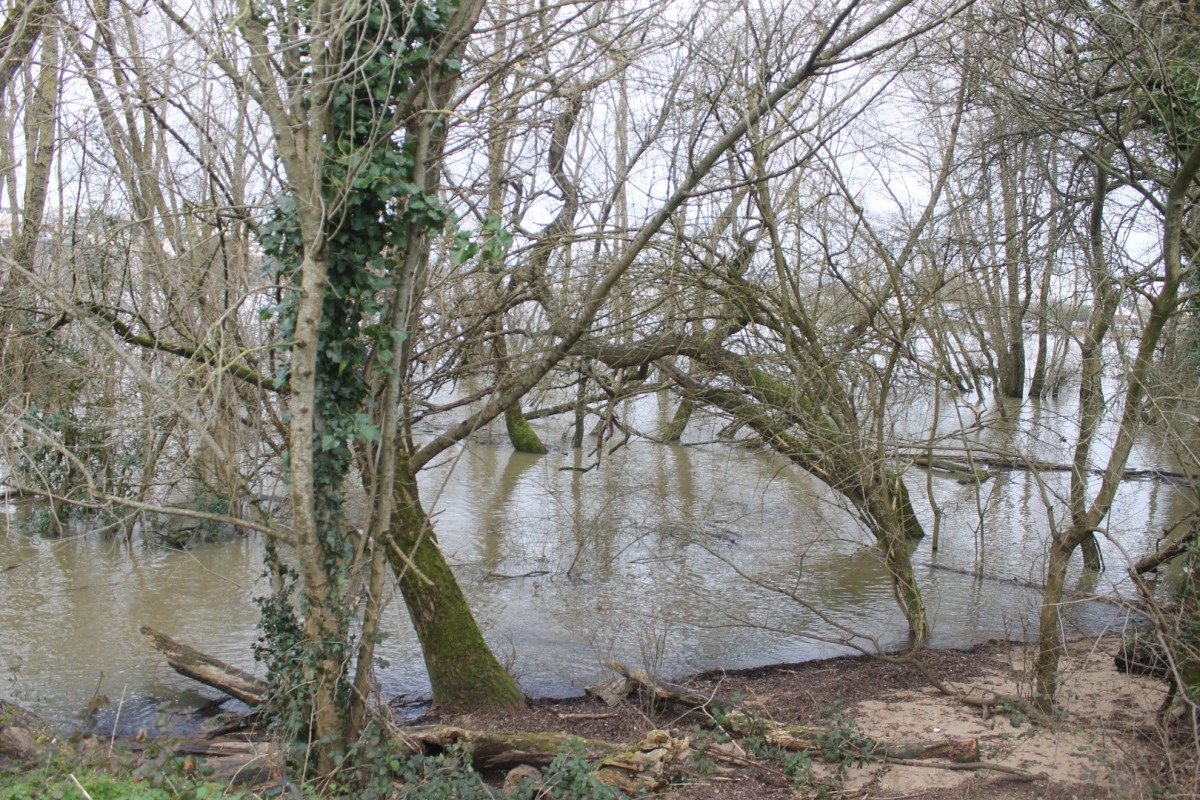 arbres