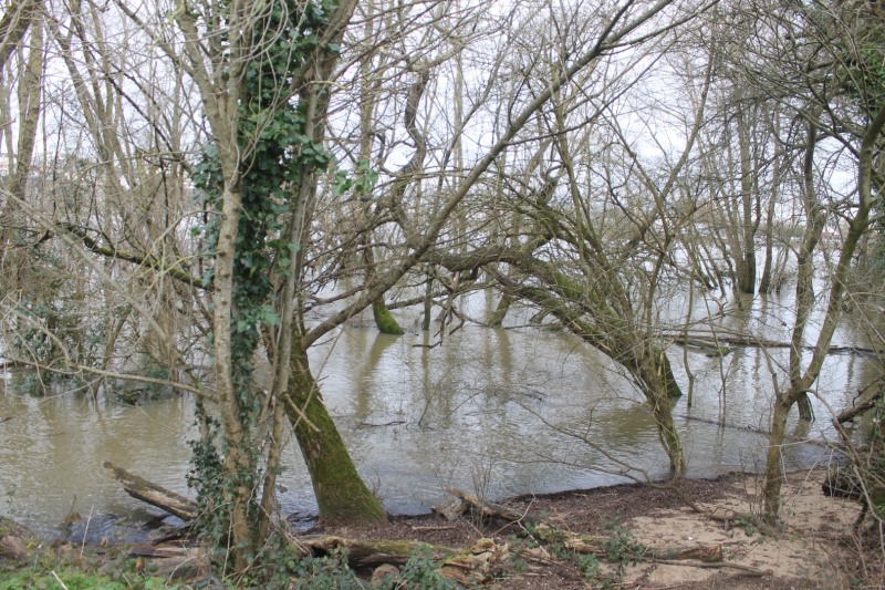 arbres