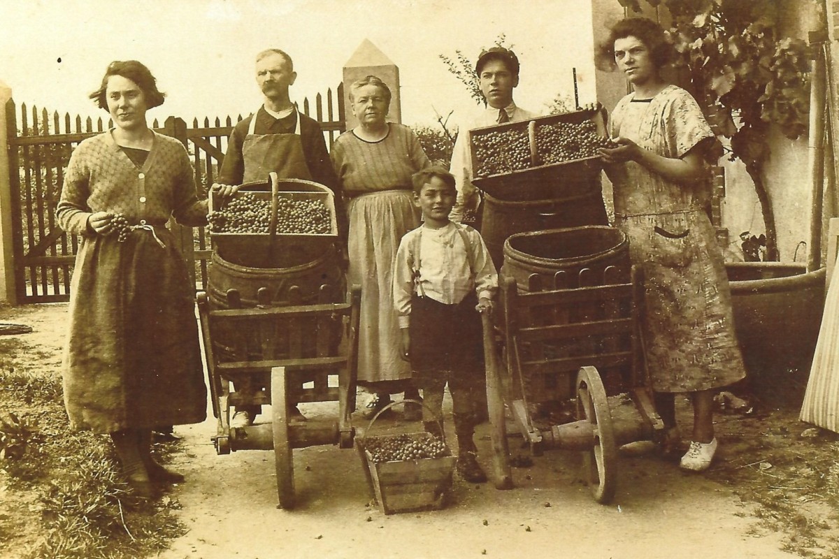 vendanges-1925