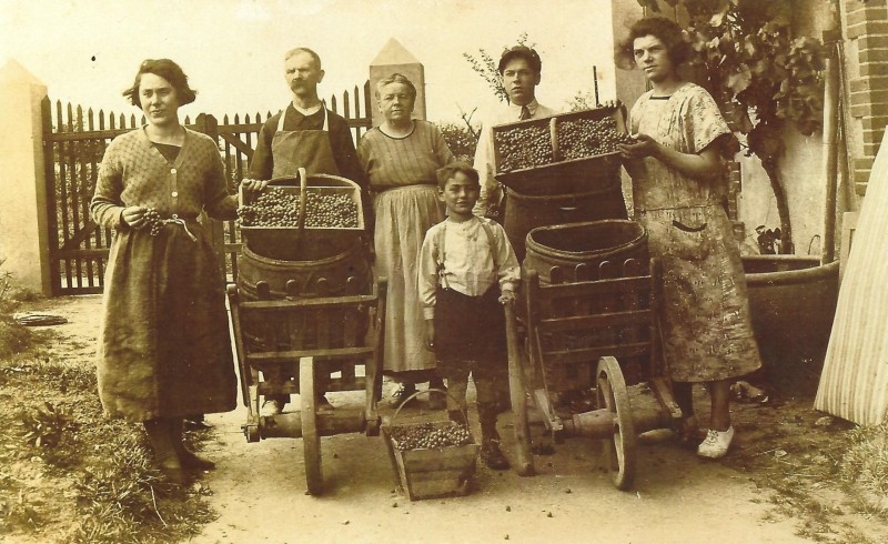 vendanges-1925