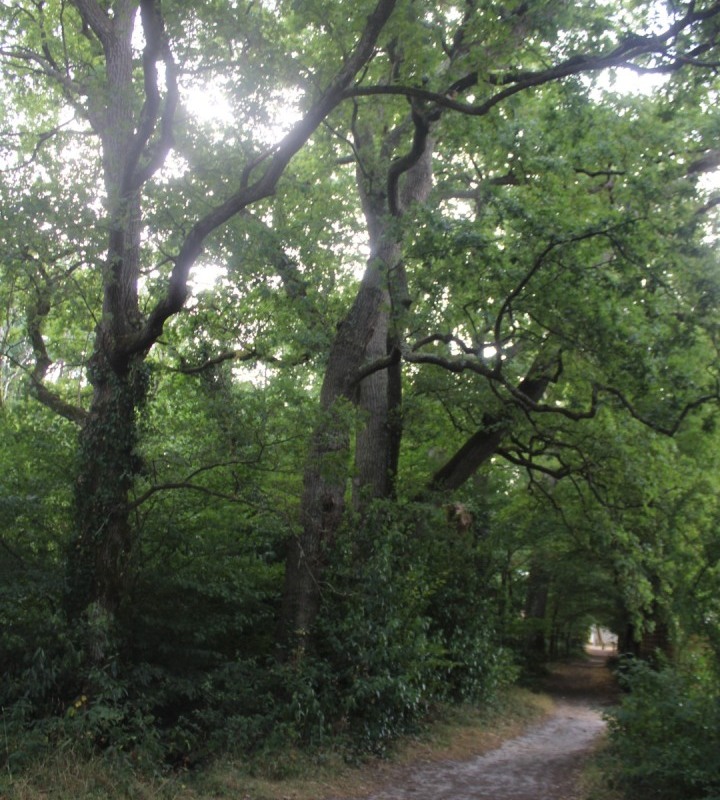 chataigneraie-IMG_3414