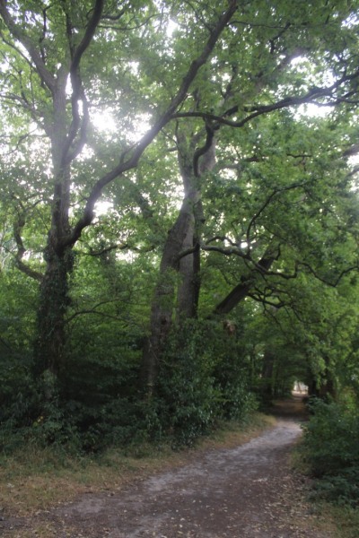 chataigneraie-IMG_3414