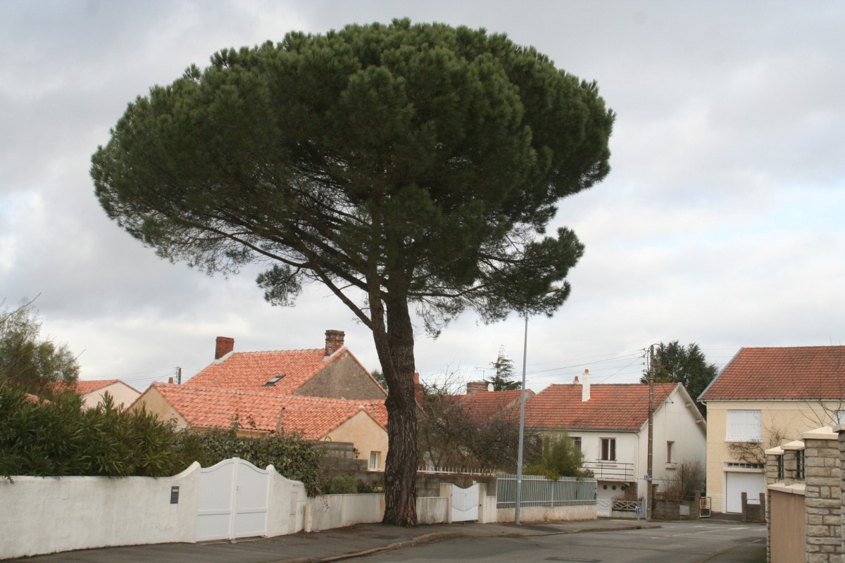 CLBachelier-pin-001