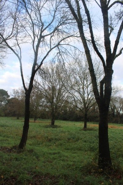 Goulet-IMG_5606