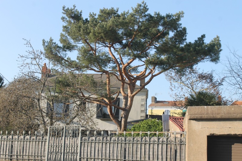 Eboue-Ollive-IMG_1303