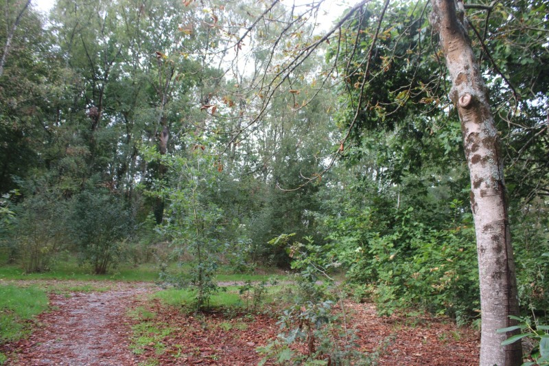 bois-des-Naudieres-IMG_4811