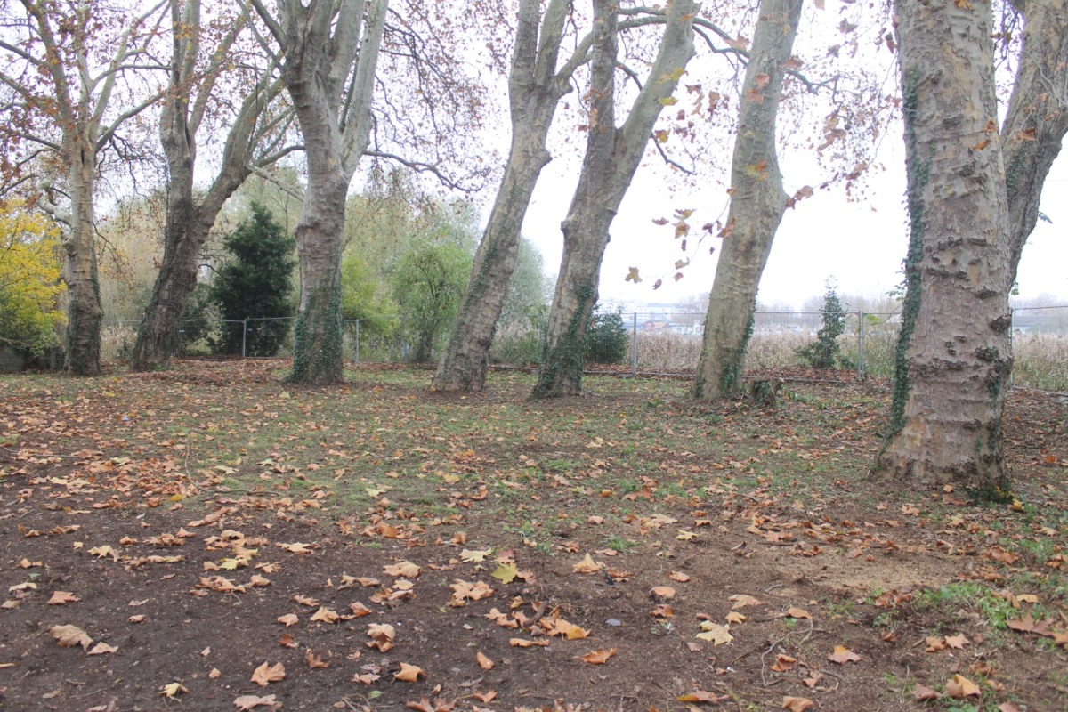 Leschaud-platanes-IMG_7993