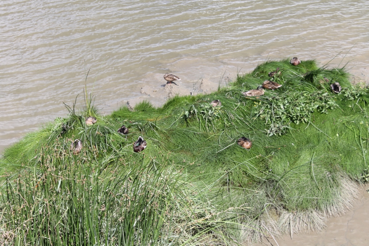 canards-herbeux-002