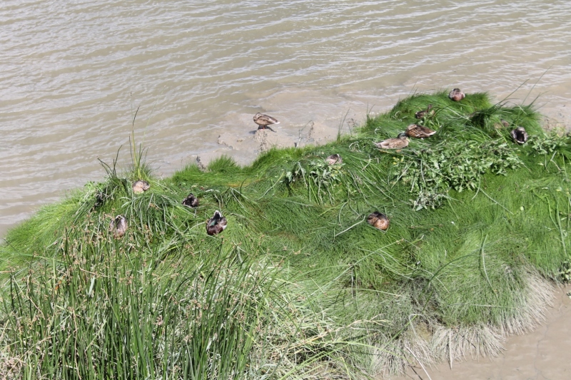 canards-herbeux-002