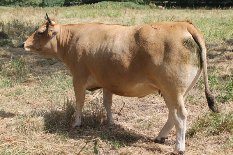 vaches-IMG_9802