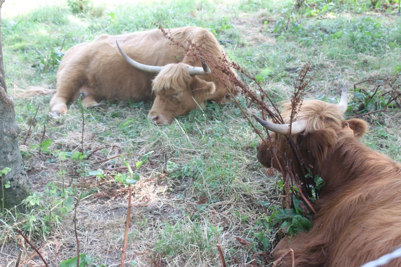 vaches-IMG_9804