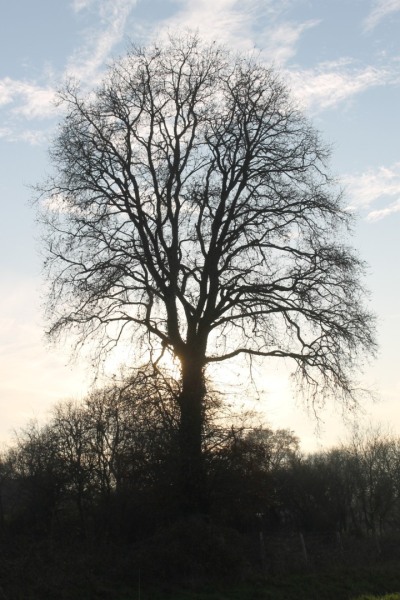 IMG_4520