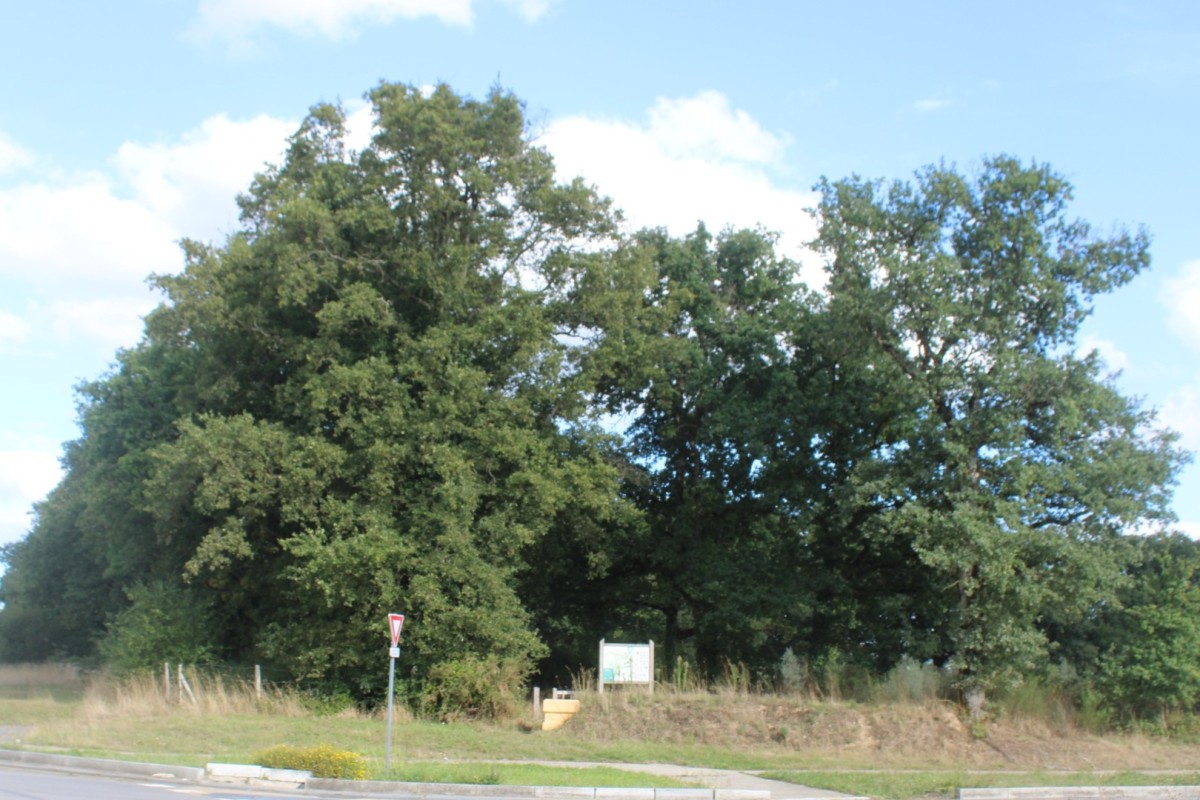 Oceane-coupure-verte-IMG_4689