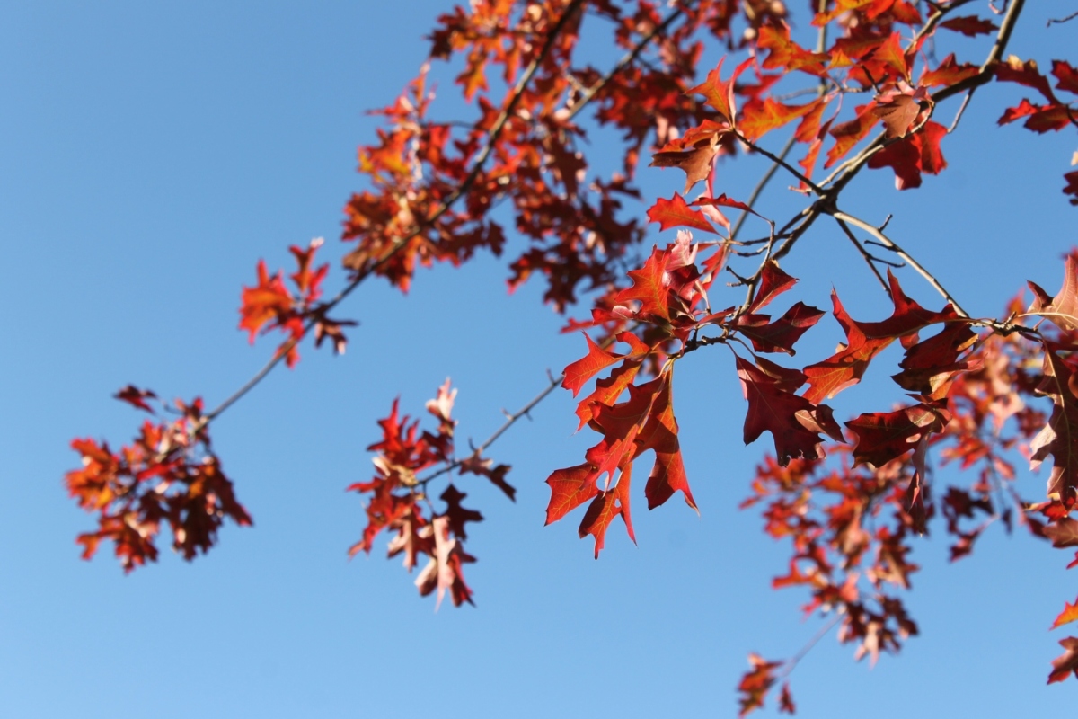 rue de la Troc liquidambar